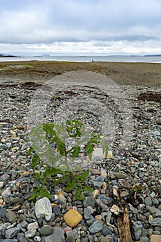 Tomato plant grows wild on the beach at ORD, Isle of Skye