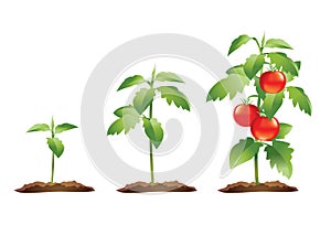 Tomato plant growth cycle