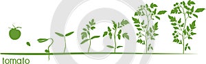 Tomato plant growth cycle with silhouettes of plants