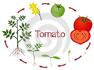 Tomato plant growth stages isolated on white background.