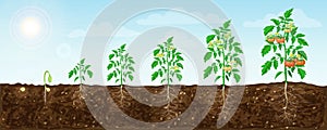 Tomato plant growth stages from seed to flowering and ripening. illustration of tomato feld and life cycle of healthy