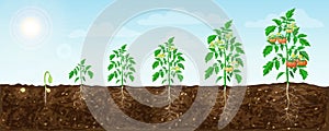Tomato plant growth stages from seed to flowering and ripening. illustration of tomato feld and life cycle of healthy photo
