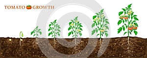 Tomato plant growth stages from seed to flowering and ripening. illustration of tomato feld and life cycle of healthy tomatoes