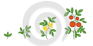 Tomato plant. Growth stages. Solanum lycopersicum. Ripening period. The life cycle of the tomatoes. Vector illustration.