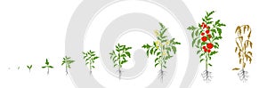 Tomato plant. Growth stages vector illustration. Solanum lycopersicum. Ripening period. From sprout to bush with fruits