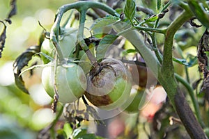 Tomato plant is ill with Phytophthora Phytophthora Infestans. photo