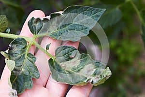 Tomato plant has got ill with Phytophthora Phytophthora Infestans photo