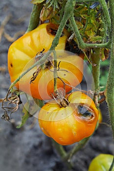 Tomato plant is ill with Phytophthora Phytophthora Infestans.