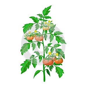 Tomato plant illustration isolated on white background. healthy flowering tomato bush with green and ripening fruits on branches.
