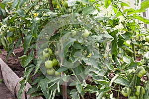 Tomato plant with immature fruit