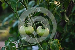 Tomato plant immature green fruits