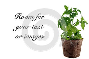 Tomato plant isolated on white