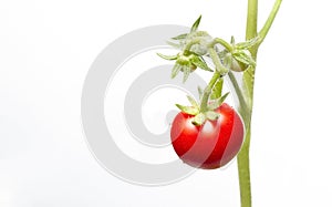 Tomato plant isolated on white background
