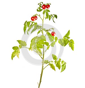 Tomato plant isolated on white background