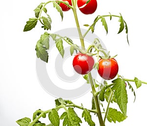 Tomato plant isolated on white background