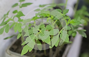 Tomato Plant and its Green Leaves