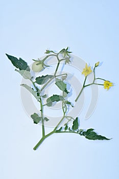 Tomato plant, its inflorescence, stem and fruit formed on the stem