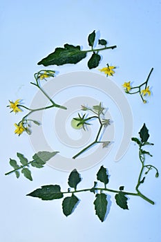 Tomato plant, its inflorescence, stem and root system