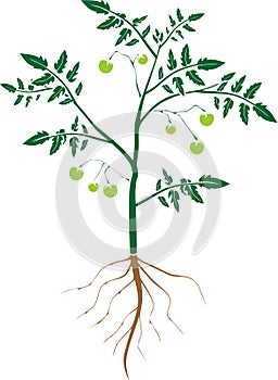 Tomato plant with leaf, unripe tomatoes, and root system in flat style