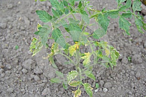 tomato plant with leaves damaged by the disease. Blight