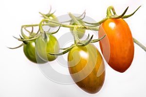 Tomato plant with plum tomatoes ripening on the vine. White background.