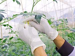 Tomato plant pollination by the hand.