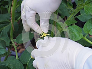 Tomato plant pollination by the hand.