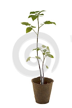 Tomato plant in a pot