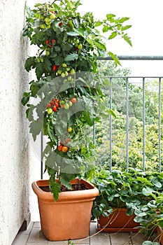 Tomato plant pot balcony strawberry photo