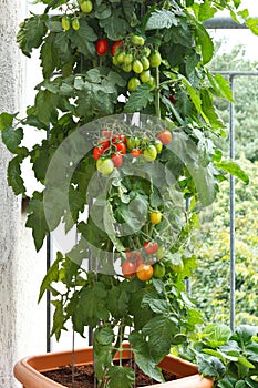 Tomato plant pot balcony tomatoes