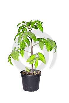 Tomato plant in a pot isolated