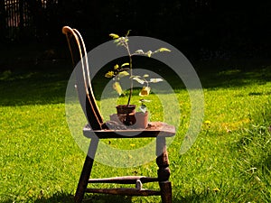 Tomato plant in a pot on rickety old chair in garden