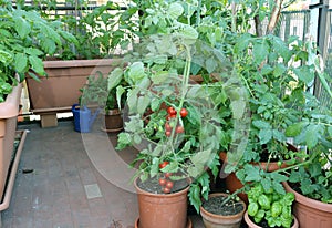 Tomato plant in the pot on the terrace of a house in the city