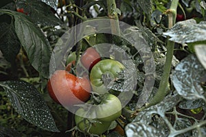 Tomato plant with red and green fruits