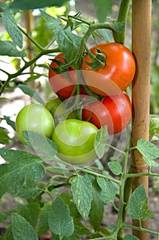 Tomato plant