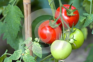 Tomato plant