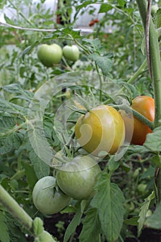 Tomato plant with redden fruits
