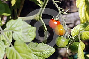 Tomato Plant