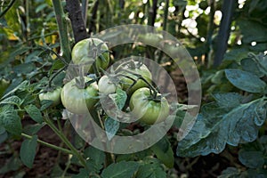 Tomato plant ripening fruits
