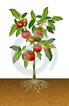 Tomato plant with root under the ground