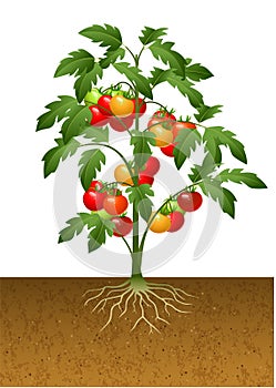 Tomato plant with root under the ground