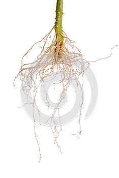 tomato plant roots is isolated on white