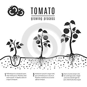 Tomato plant with roots vector growing stages