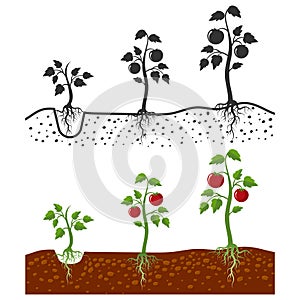 Tomato plant with roots vector growing stages - cartoon style and silhouettes of tomatoes isolated on white background
