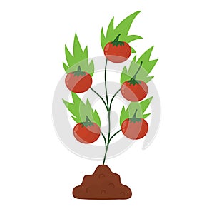 Tomato plant in the soil. Farm planting process with ripe tomatoes in cartoon style