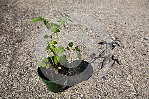 Tomato Plant (solanum lycopersicum) in harsh environment