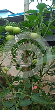 Tomato plant or solanum lycopersicum with it& x27;s fruits