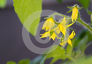 Tomato plant that sprouts in spring