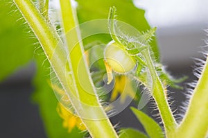 Tomato plant that sprouts in spring