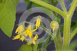 Tomato plant that sprouts in spring